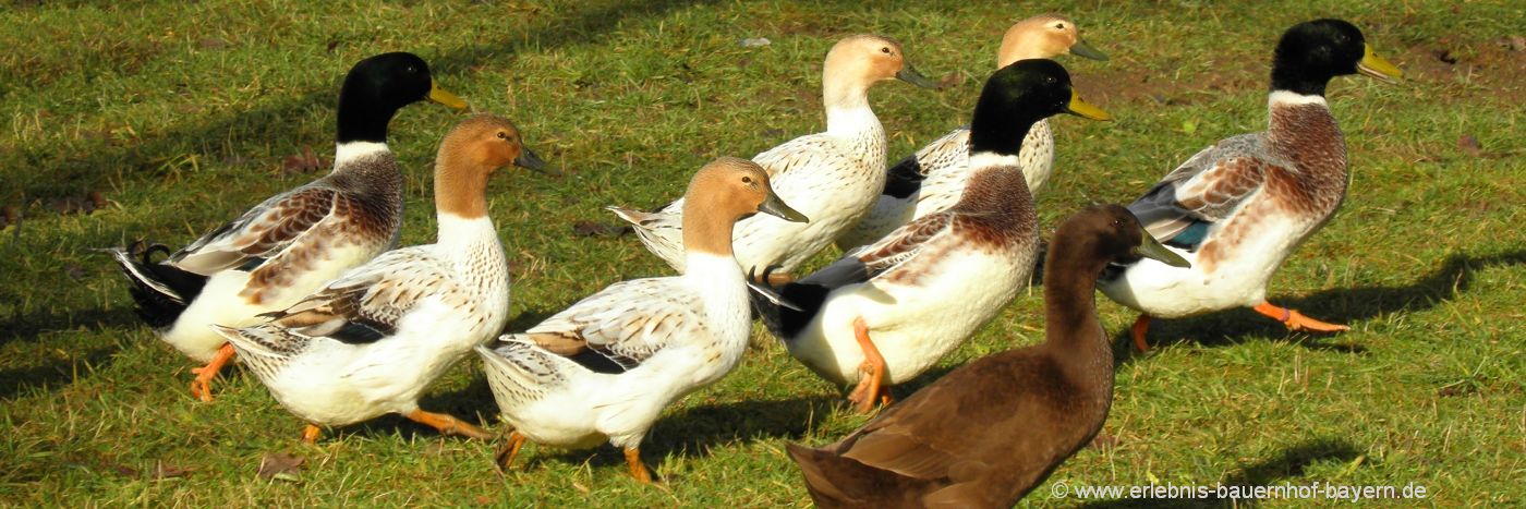 bauernhofferien-bayern-wildenten-tiere-erlebnisurlaub